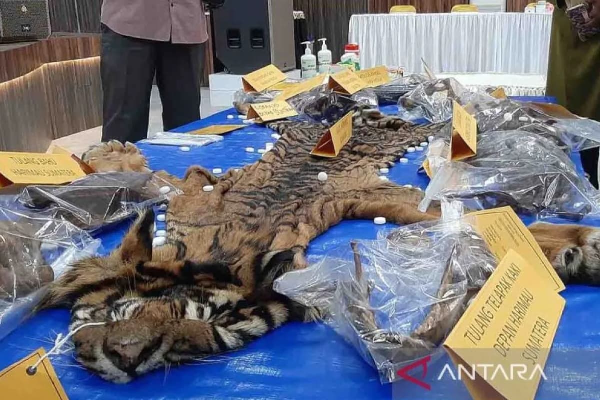 Jerat Babi Malah Tangkap Harimau Sumatra, Pelaku Kuliti dan Coba Jual Rp80 Juta ke Ipar